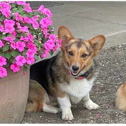 Cheyenne - Pembroke Welsh Corgi