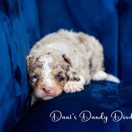 Aussiedoodle Puppies from Dani's Dandy Doodles