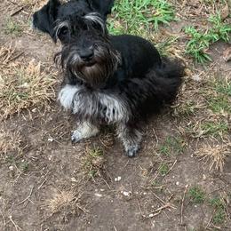 Geoffrey - Miniature Schnauzer