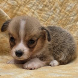 Female 1 - Sable female Pembroke Welsh Corgi puppy in Unicoi, Tennessee from Unaka Mountain Corgis