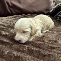 Red collar - Cream female Dachshund puppy in Descanso, California from Kendaline Kennels