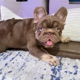 French Bulldog Puppies from Frenchie Envy Puppies