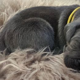 Yellow collar - Gray male Cane Corso puppy in Fritch, Texas from Carrie Brown's Cane Corsos