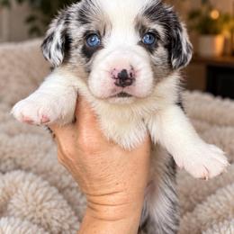 Clay - Blue merle and white male Cardigan Welsh Corgi puppy in Kerens, West Virginia from Leather & Lace