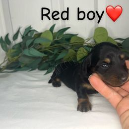 Red Boy - Black and tan male Dachshund puppy in Yuba City, California from Simpson Dachshunds