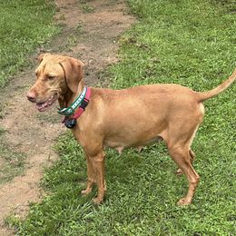 Gracie - Vizsla