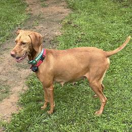 Gracie - Vizsla