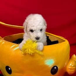 Ivy - White collar - White female Bichon Frise puppy in 63101 (St. Louis Metro Area), Missouri from BichonSTL