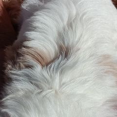 Cavachon and Cavalier King Charles Spaniel Puppies from The House of Wiggle Waggle
