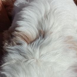 Cavachon and Cavalier King Charles Spaniel Puppies from The House of Wiggle Waggle