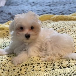 Kirby - White male Maltese puppy in Bonham, Texas from My Maltese Family