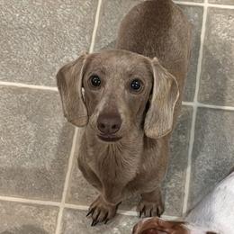 Posey - Dachshund