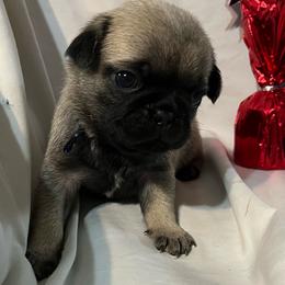 Loki - Fawn male Pug puppy in South Carolina from Best Carolina Pugs
