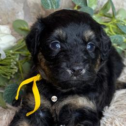 Aussiedoodle Puppies from Doodles by Dada