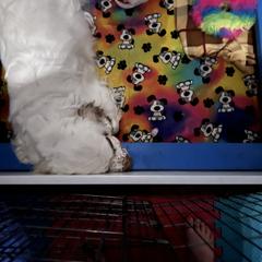 Clumber Spaniel Puppies from Briton Clumber Spaniels