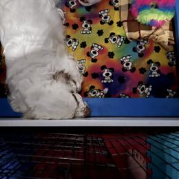 Clumber Spaniel Puppies from Briton Clumber Spaniels