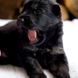 Dracula - Black and tan male German Shepherd puppy in Youngsville, North Carolina from Di casa Esperanza