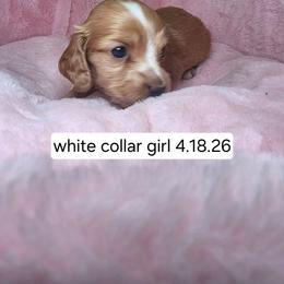 White 2800 - Cream female Dachshund puppy in Bristol, Tennessee from It's Mini Wieners Baby