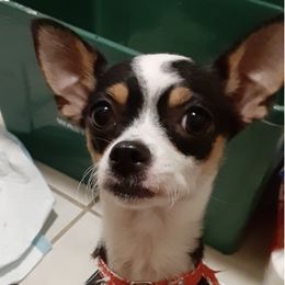 Chihuahuas from Jami's Precious Puppies & More