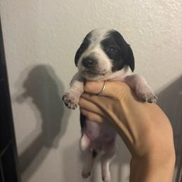 Penny - Piebald female Dachshund puppy in Conroe, Texas from R&M Dachshunds