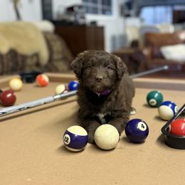 Reese - Brown and white female Aussiedoodle puppy in Sheridan, Arkansas from Runnin’ Wild Ranch Aussies