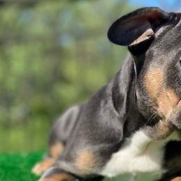 French Bulldogs from Anime Exotic Kennels