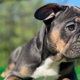 French Bulldogs from Anime Exotic Kennels