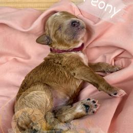 Peony - Apricot female Goldendoodle puppy in Murrieta, California from Apricot Poodles & Goldendoodles, LLC