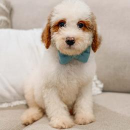 Tyler - Parti male Goldendoodle puppy in Iola, Texas from Supreme Doodles of Texas