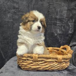 PURPLE  female - Red female Pembroke Welsh Corgi puppy in Harrisburg, Illinois from Parish Corgis