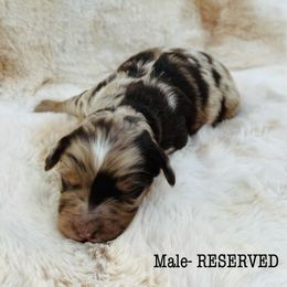 Aussiedoodle and Australian Shepherd Puppies from Homestead Aussies & Doodles