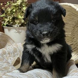Coal (has tail) - Black tri-color male Australian Shepherd puppy in Butler, Georgia from Aussies at Howling Hill Farm