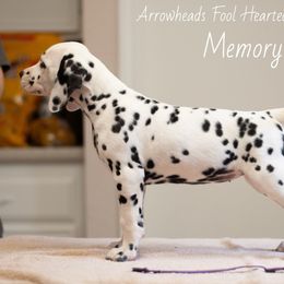 Memory - White and black Dalmatian puppy in Cleveland, Texas from Arrowhead Dalmatians