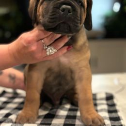 Cane Corso Puppies from PNW Cane Corsos
