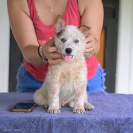 Topo - Red mottled male Australian Cattle Dog puppy in Rhoadesville, Virginia from Rosewood Farms Australian Cattle Dogs