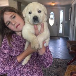 Girl 1 - Yellow female Labrador Retriever puppy in Isanti, Minnesota from Four Corners Family Labs
