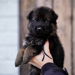 Dr. Pepper - Sable male German Shepherd puppy in Dacula, Georgia from FuryHaus German Shepherds