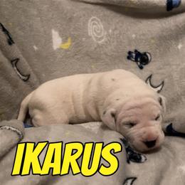 Dalmatian Puppies from Dew Dream Dalmatians