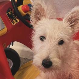 Poodles and Scottish Terriers from Central Valley Scotties