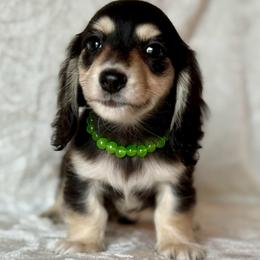 Indigo - Black and cream male Dachshund puppy in Lincoln, Arkansas from Red Dirt Dachshunds