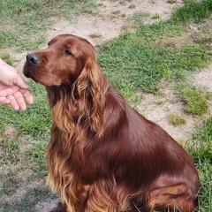 MacGyver - Irish Setter