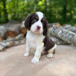 07 Waylon black collar - Liver white and tan male English Springer Spaniel puppy in Comer, Georgia from Stratton Spaniels