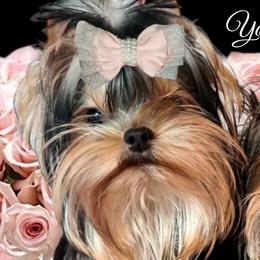 Meisha - Yorkshire Terrier