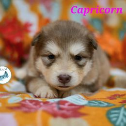 Capricorn - Red and white female Alaskan Malamute puppy in Kingston, Tennessee from North Shore Alaskan Malamutes