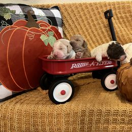 Goldendoodle Puppies from Labradoodleday