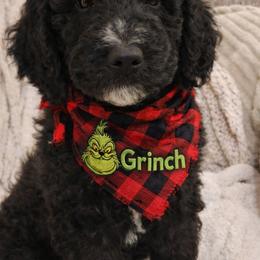 Grinch - Black male Goldendoodle puppy in Orange Park, Florida from Evergrace Farm Doodles