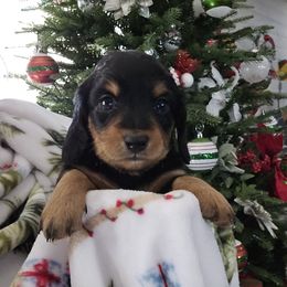 Girl 4 - Chocolate and tan female Dachshund puppy in Willcox, Arizona from Tootsie's Tiny Toes