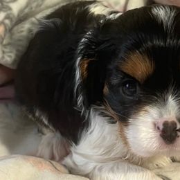 Cavalier King Charles Spaniels from Laura's Cavaliers