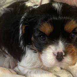 Cavalier King Charles Spaniels from Laura's Cavaliers