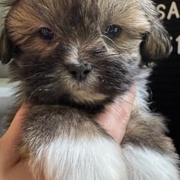 Moana - Brown female Lhasa Apso puppy in Middleburgh, New York from Top Knotch